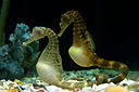 Seahorses often change color and hold each other’s tails while courting. 