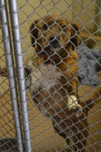 According to Ordinance 2013-91, which is posted on the New Albany-Floyd County Animal Shelter website, when someone owns or has custody of a dog or cat within the city, they must obtain a license within 15 days of ownership. 