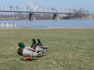 Waterfront park, located between the John F. Kennedy (Interstate 65) and George Rogers Clark Memorial (Second Street) bridges.