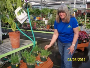  Karen Kirtley, greenhouse manager, shows off the Cat Grass she grew this winter. Kirtley said cats love to chew on the grass.
