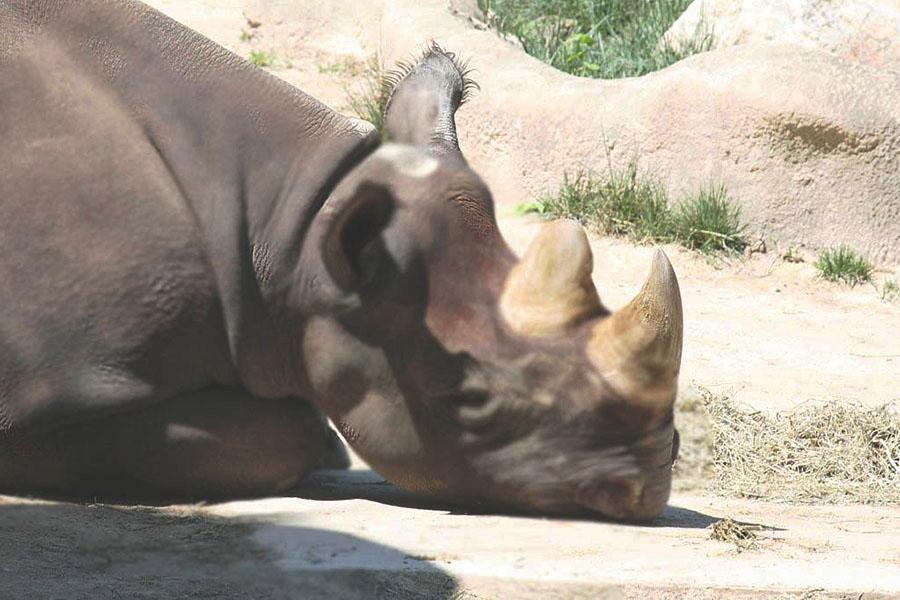 Only six white rhinos left in the world