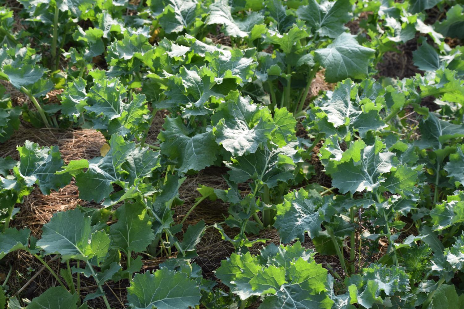 Farming Techniques and the Southern Indiana Weather