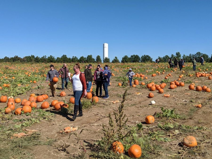The Starlight water tower overlooks a pumpkin patch as families search diligently for the perfect pumpkin