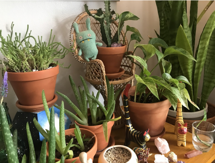 Public relations senior Maggie Klein poses plants and her childhood gifts together on one bookshelf as a means of organizing special spaces to enjoy in her home. 